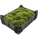 Cushion Moss