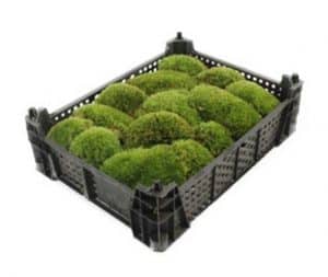 Cushion Moss