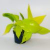 Golden Pothos
