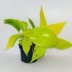 Golden Pothos