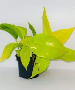 Golden Pothos
