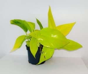 Golden Pothos