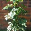 Schefflera Gold Capella