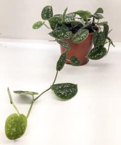 Scindapsus Pictus