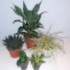 Bearded Dragon Plant Bundle