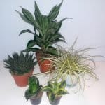 Bearded Dragon Plant Bundle