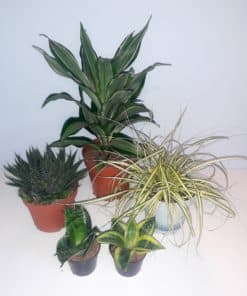 Bearded Dragon Plant Bundle