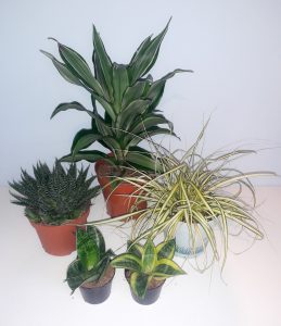 Bearded Dragon Plant Bundle