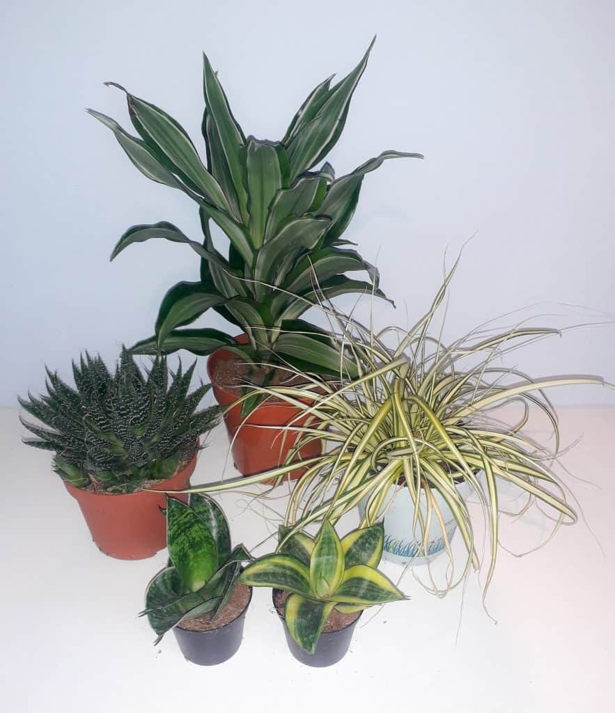 Bearded Dragon Plant Bundle