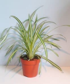 Chlorophytum atlantic