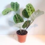 Maranta leuconeura