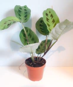 Maranta leuconeura