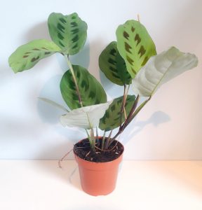 Maranta leuconeura
