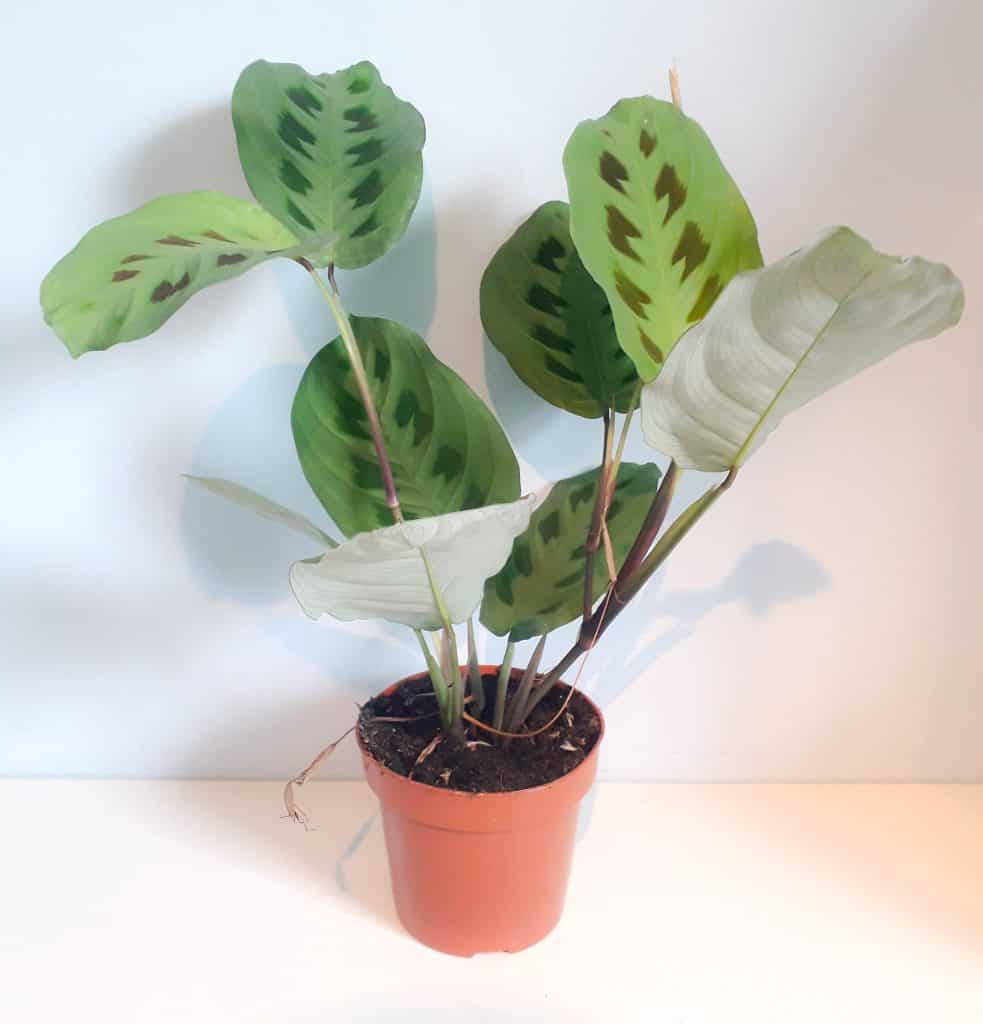Maranta leuconeura