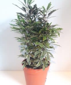Schefflera Elegantissima Varigated