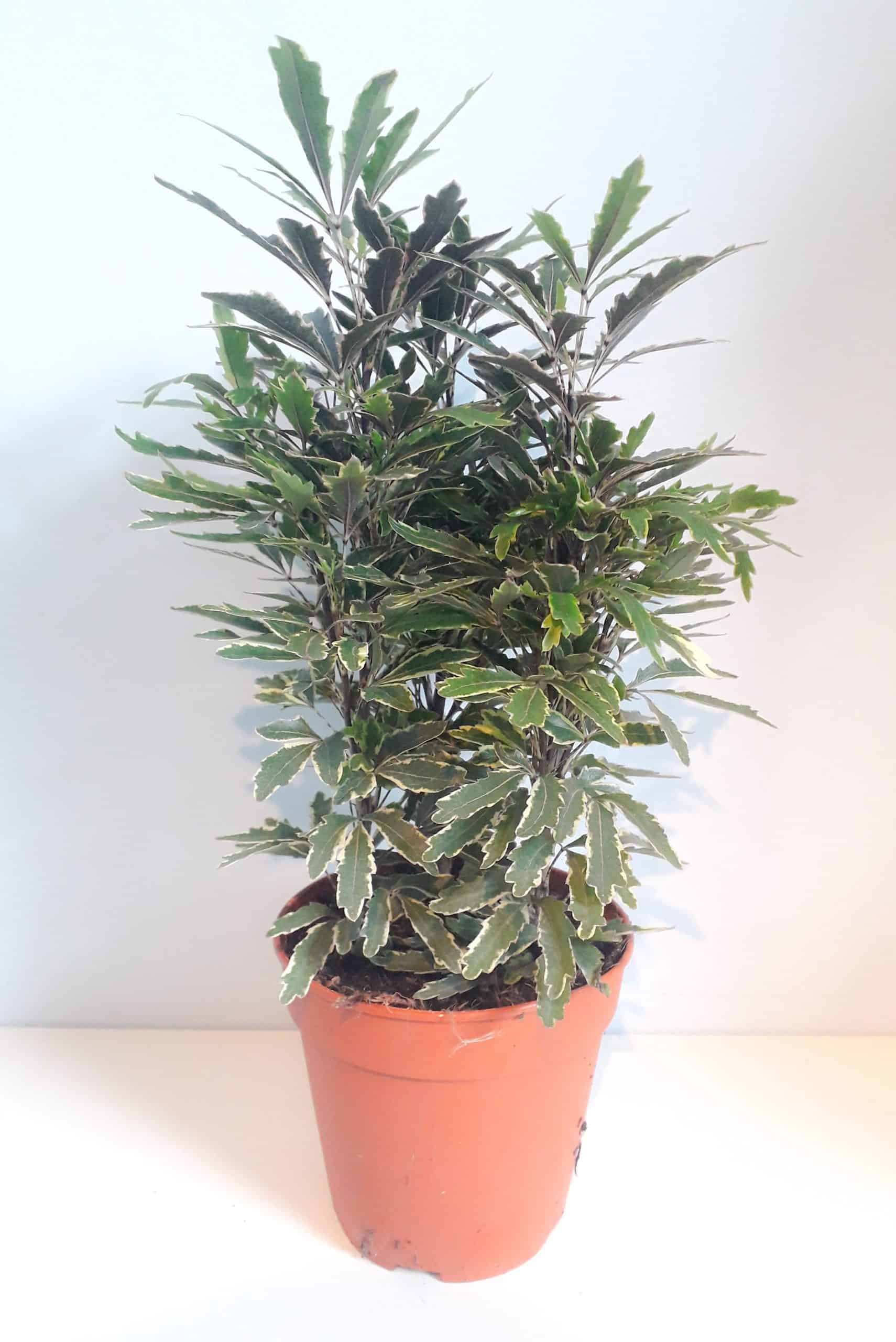 Schefflera Elegantissima Varigated