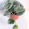 Scindapsus trebie