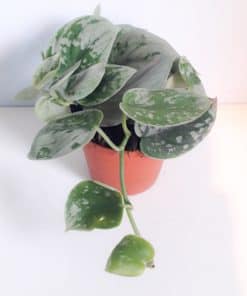 Scindapsus trebie