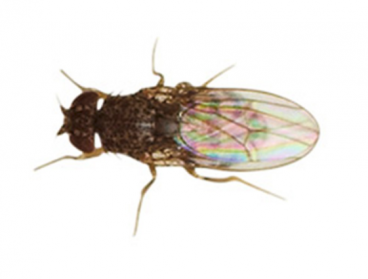 Fruit Fly Fruit Fly