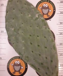 Mature Opuntia