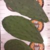 Prickly Pear Pads (Opuntia)