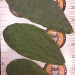 Prickly Pear Pads (Opuntia)
