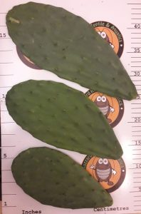 Prickly Pear Pads (Opuntia)