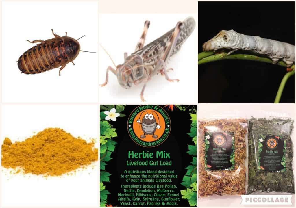 Bearded Dragon Feeder Pack