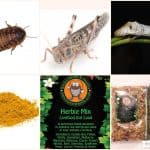 Bearded Dragon Feeder Pack