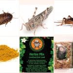 Bearded Dragon XL Feeder Pack