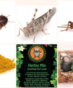 Bearded Dragon XL Feeder Pack