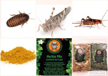 Bearded Dragon Feeder Pack Reptile Live Food Buzzard Reptile