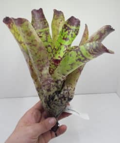 Bromeliads & Air Plants