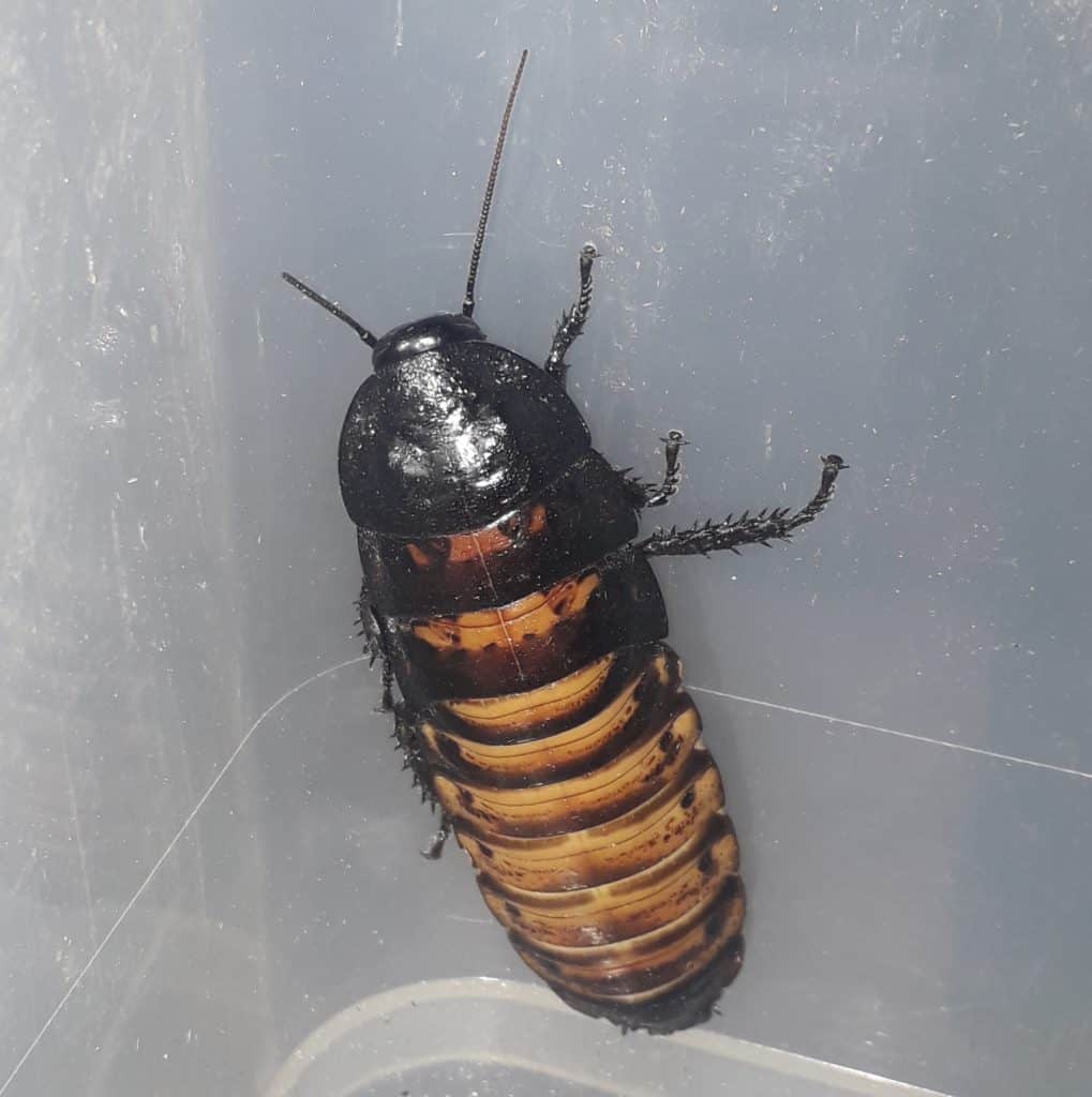 Large Flightless Fruit Fly Reptile Live Food Buzzard Reptile