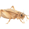 Brown Crickets