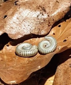 Millipedes
