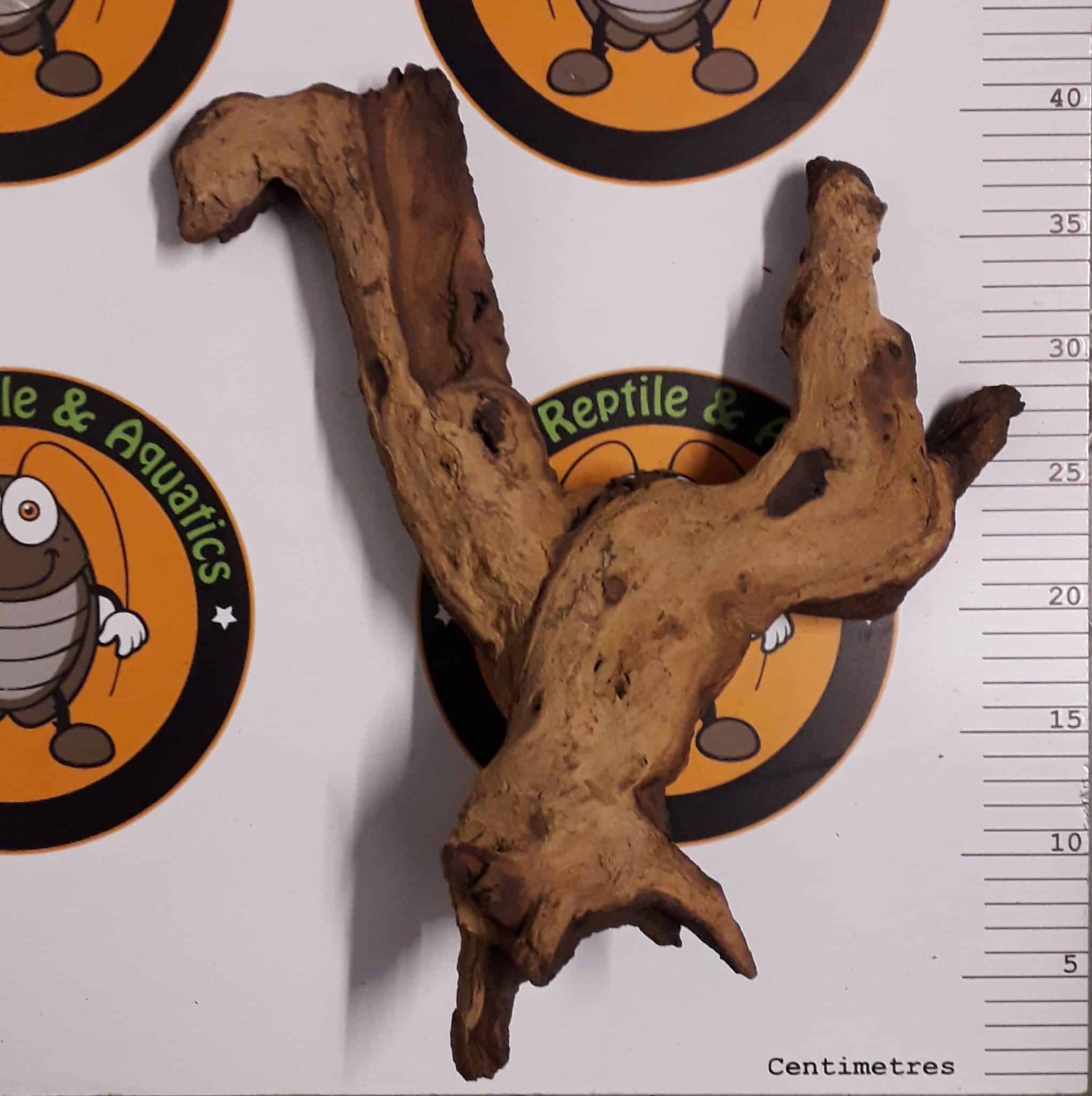 Mopani Wood Buzzard Reptile & Aquatics