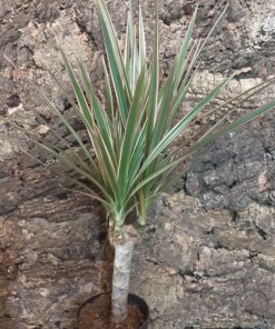 Dracaena Bicolour