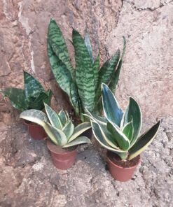 Sansevieria