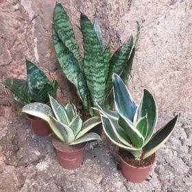 Sansevieria - Small