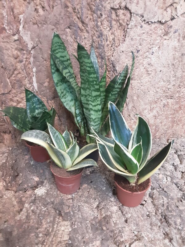 Sansevieria - Small