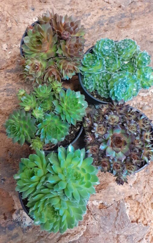 Sempervivum Medium