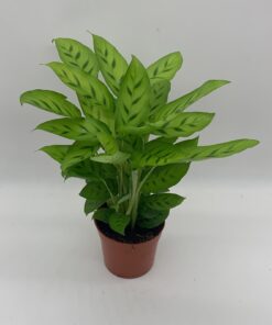 Calathea leopardina