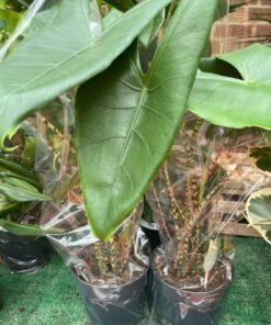 Alocasia Zebrina 60cm