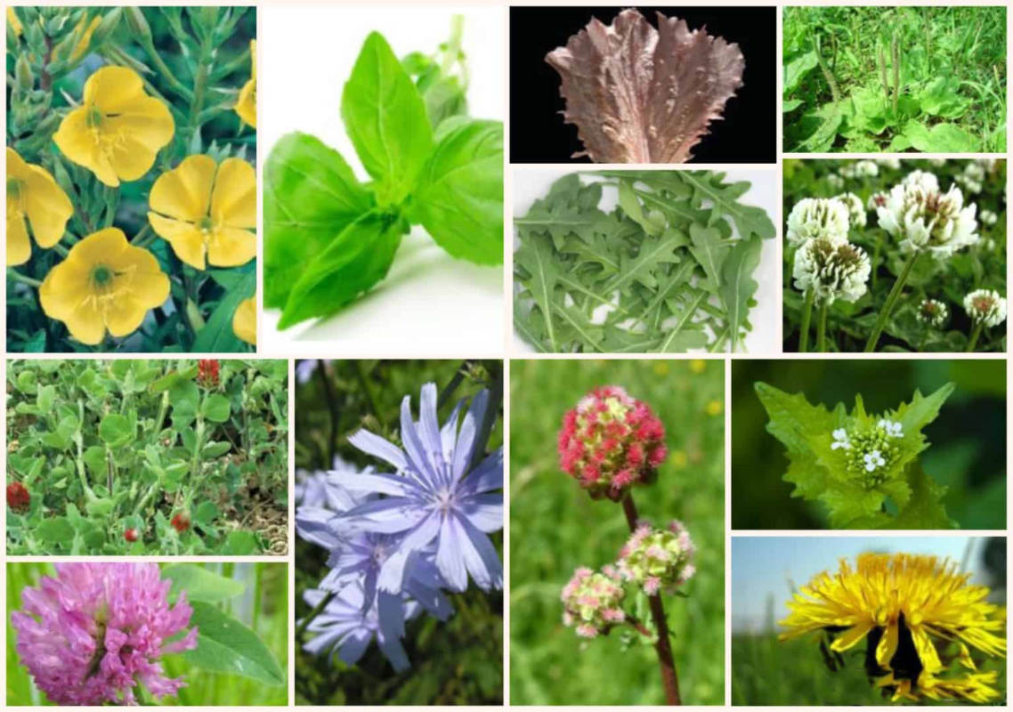 Herbie Mix - Bearded Dragon/Iguana Seed Mix