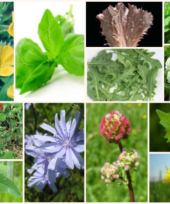 Herbie Mix - Bearded Dragon/Iguana Seed Mix