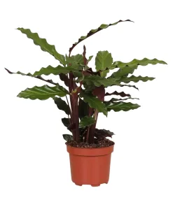 Calathea Rufibarba