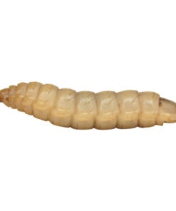 Calci Worm