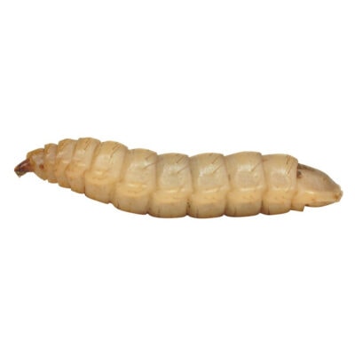 Calci Worm