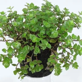 Callisia Repens